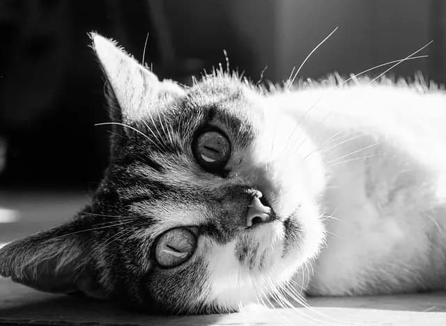 Guide d'achat pour le meilleur équipement de tonte pour animaux
